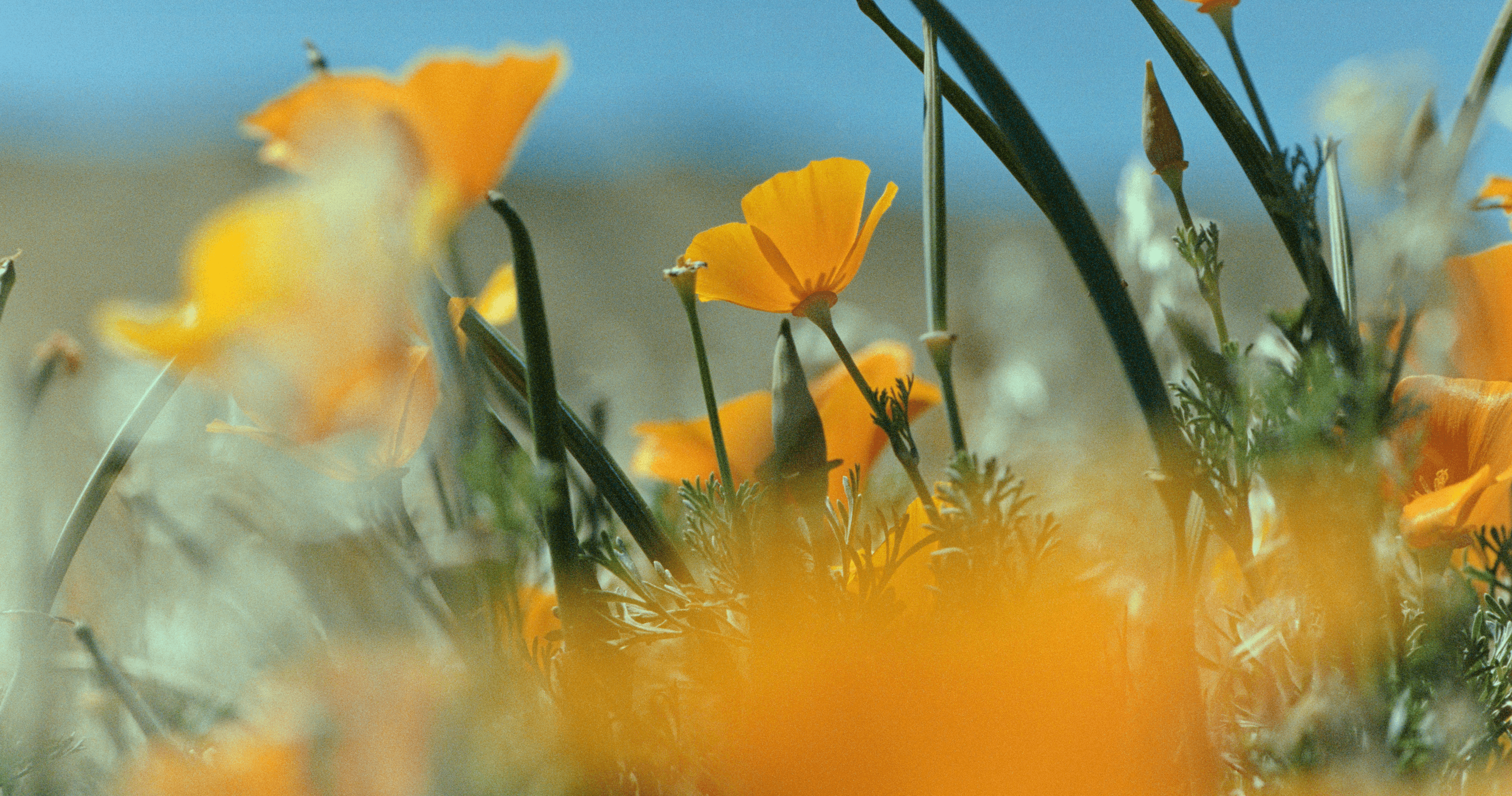 Close-up of vibrant yellow poppies against a blurred blue sky, conveying a sense of warmth and tranquility. The foreground is softly out of focus.