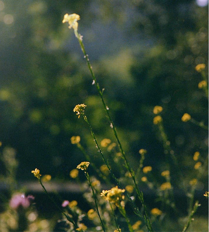 Tall yellow wildflowers with thin green stems stand against a softly blurred, sunlit background, conveying a serene and natural atmosphere.